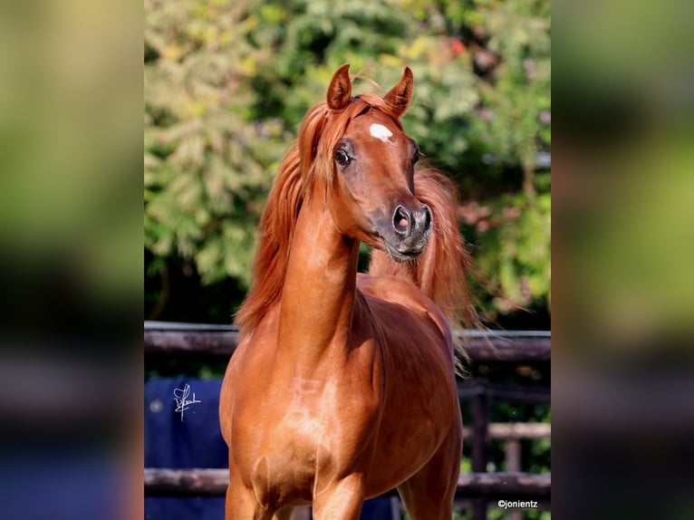 Straight Egyptian Stallion 2 years 14,1 hh Chestnut-Red in Klein Offenseth-Sparrieshoop