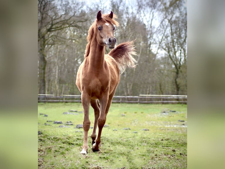 Straight Egyptian Stallion 2 years 14,1 hh Chestnut-Red in Klein Offenseth-Sparrieshoop