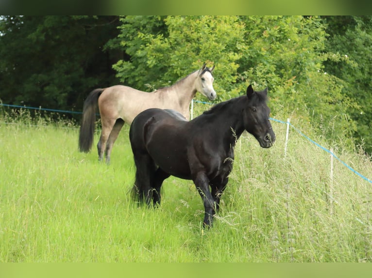 Straight Egyptian Stallion 2 years 14,1 hh Gray in Staufenberg