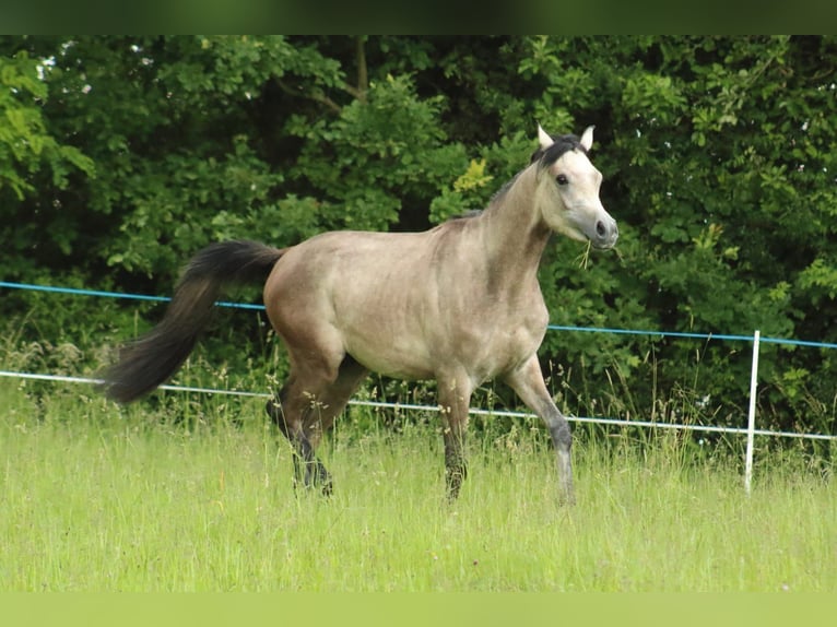 Straight Egyptian Stallion 2 years 14,1 hh Gray in Staufenberg