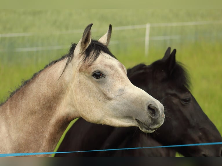 Straight Egyptian Stallion 2 years 14,1 hh Gray in Staufenberg