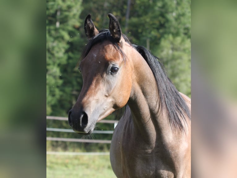 Straight Egyptian Stallion 2 years 14,3 hh Gray in Seßlach