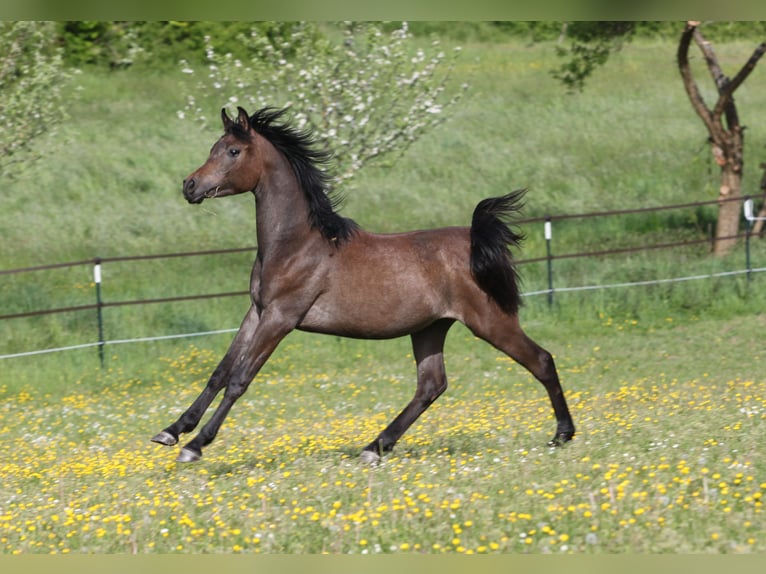 Straight Egyptian Stallion 2 years 14,3 hh Gray in Seßlach