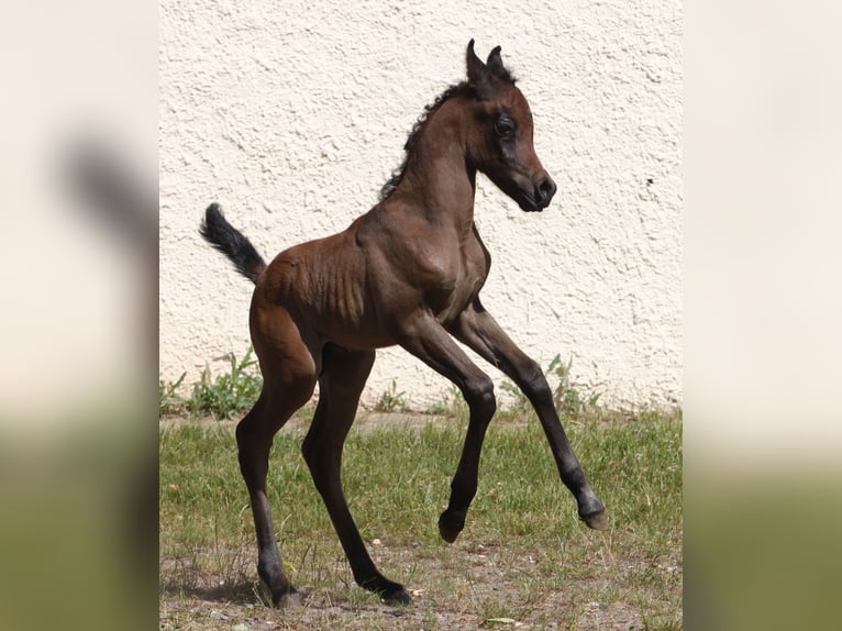 Straight Egyptian Stallion 2 years 14,3 hh Gray in Seßlach