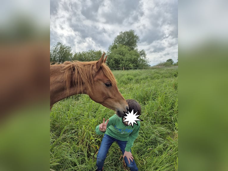 Straight Egyptian Stallion 2 years 14,3 hh Chestnut in Engelschoff