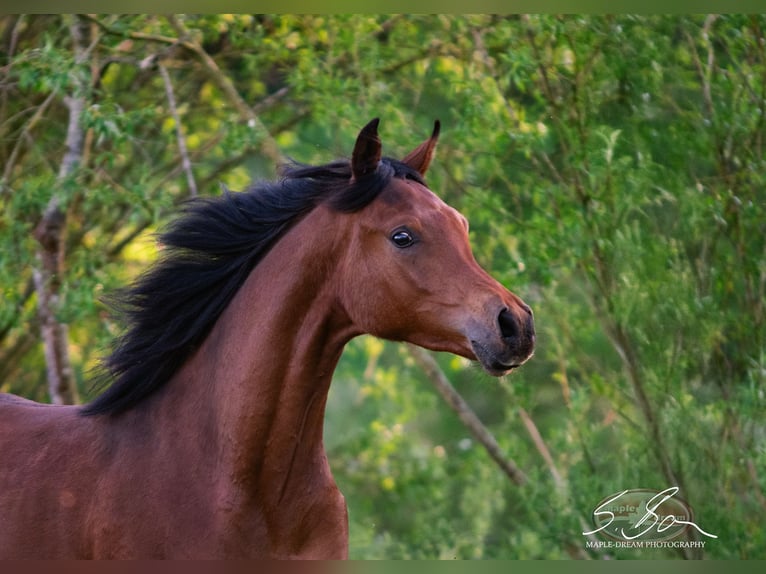 Straight Egyptian Stallion 2 years 15.1 hh Brown in Biesdorf