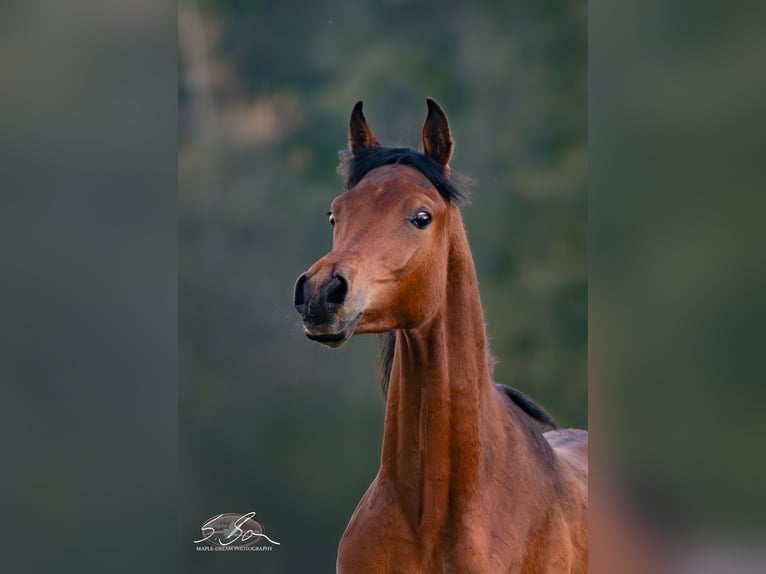 Straight Egyptian Stallion 2 years 15.1 hh Brown in Biesdorf