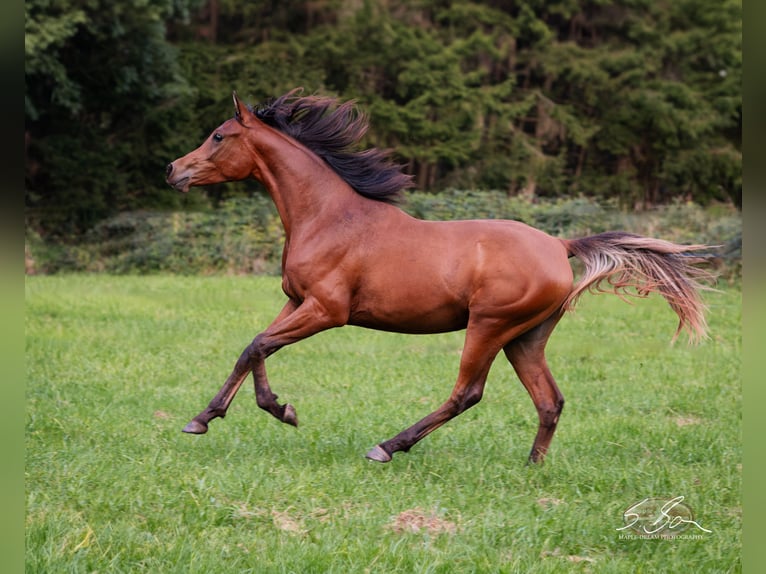 Straight Egyptian Stallion 2 years 15,1 hh Brown in Biesdorf