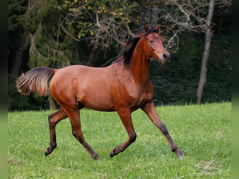 Straight Egyptian Stallion 2 years 15,1 hh Brown in Biesdorf