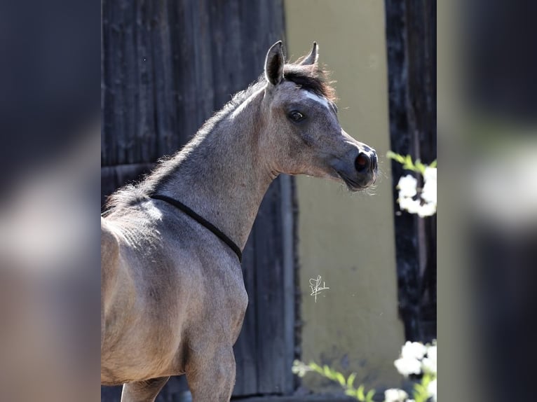 Straight Egyptian Stallion 2 years 15,1 hh Gray in Wassertrüdingen