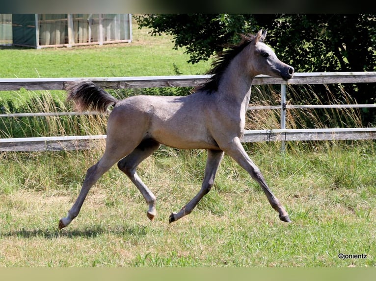 Straight Egyptian Stallion 2 years 15,1 hh Gray in Wassertrüdingen