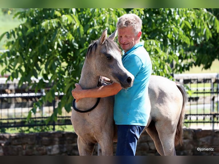 Straight Egyptian Stallion 2 years 15,1 hh Gray in WassertrüdingenWassertrüdingen