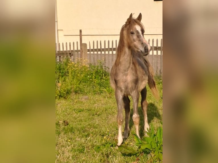 Straight Egyptian Stallion 2 years 15,1 hh Gray-Red-Tan in Dennheritz