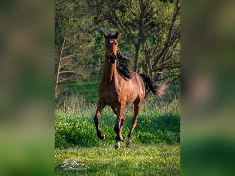 Straight Egyptian Stallion 2 years 15 hh Brown in Biesdorf