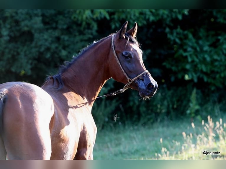 Straight Egyptian Stallion 2 years 15,1 hh Brown in Wassertr&#xFC;dingen