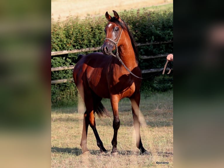 Straight Egyptian Stallion 2 years 15,1 hh Brown in Wassertr&#xFC;dingen