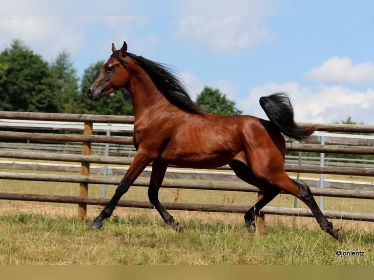 Straight Egyptian Stallion 2 years 15,1 hh Brown in Wassertr&#xFC;dingen