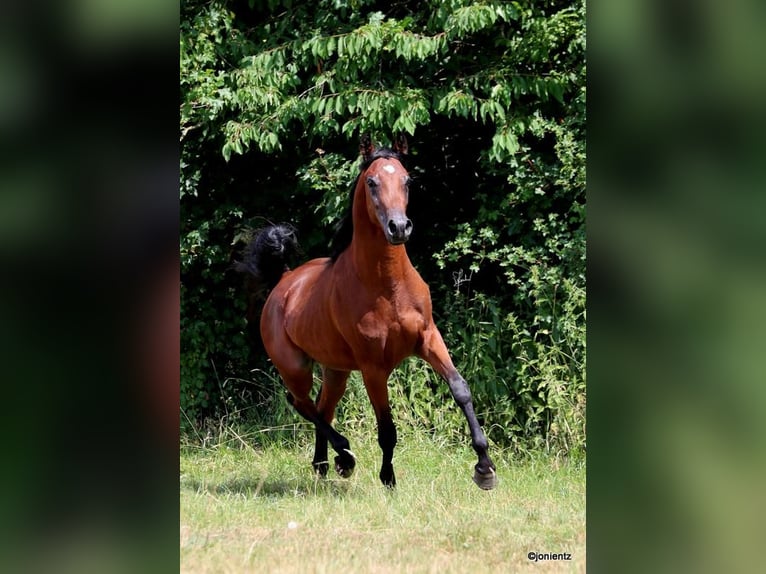 Straight Egyptian Stallion 2 years 15,1 hh Brown in Wassertr&#xFC;dingen