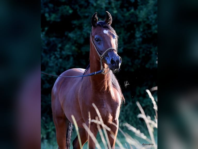 Straight Egyptian Stallion 2 years 15,1 hh Brown in Wassertr&#xFC;dingen