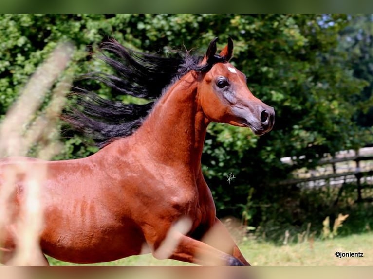 Straight Egyptian Stallion 2 years 15,1 hh Brown in Wassertr&#xFC;dingen