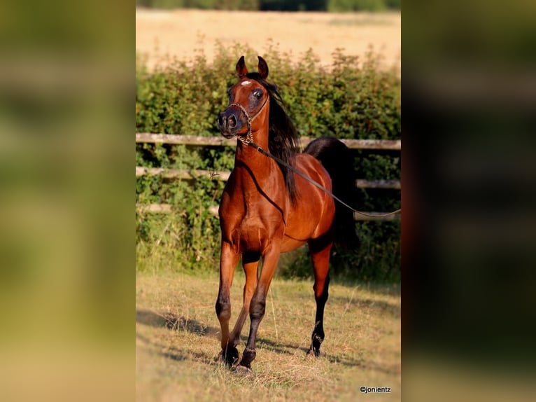 Straight Egyptian Stallion 2 years 15,1 hh Brown in Wassertr&#xFC;dingen