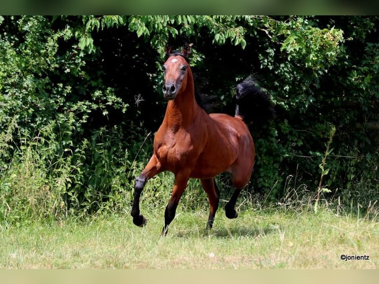 Straight Egyptian Stallion 2 years 15,1 hh Brown in Wassertr&#xFC;dingen
