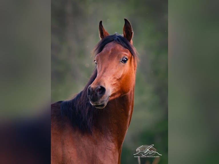 Straight Egyptian Stallion 2 years 15,1 hh Brown in Biesdorf