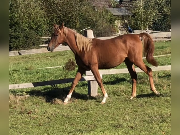 Straight Egyptian Stallion 2 years Chestnut-Red in D&#xF6;rverden