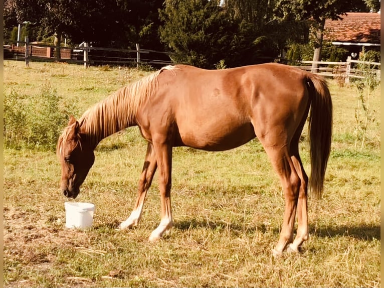 Straight Egyptian Stallion 2 years Chestnut-Red in D&#xF6;rverden