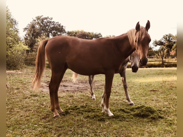 Straight Egyptian Stallion 2 years Chestnut-Red in Dörverden