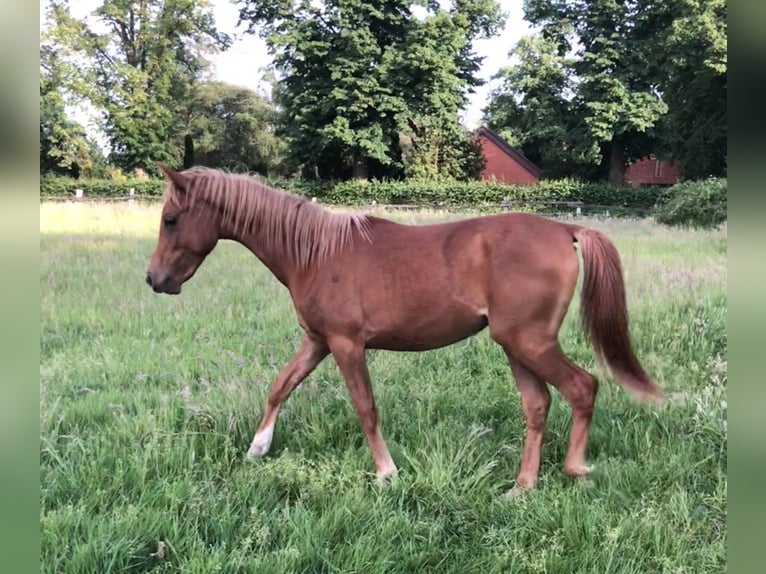 Straight Egyptian Stallion 2 years Chestnut-Red in Dörverden