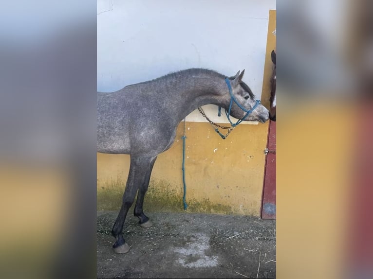 Straight Egyptian Stallion 3 years 14,2 hh Grey-Dapple in El Cuervo