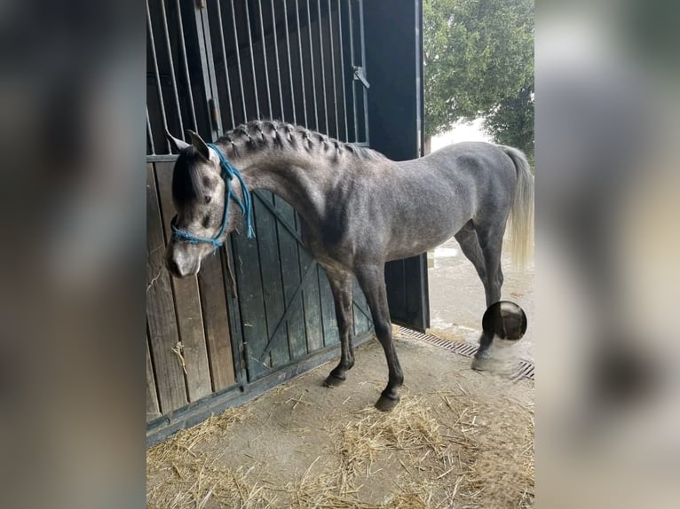 Straight Egyptian Stallion 3 years 14,2 hh Grey-Dapple in El Cuervo