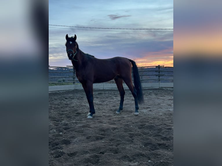 Straight Egyptian Stallion 3 years 15.1 hh Brown in Trecella