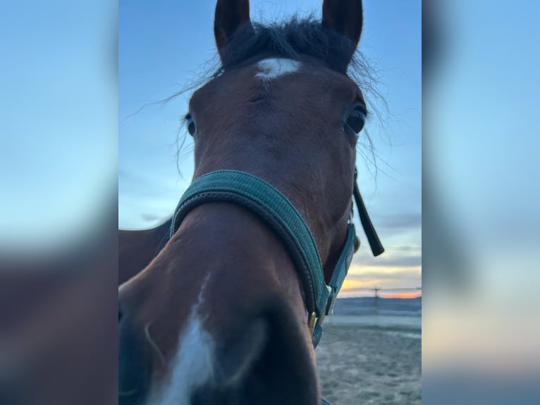 Straight Egyptian Stallion 3 years 15.1 hh Brown in Trecella