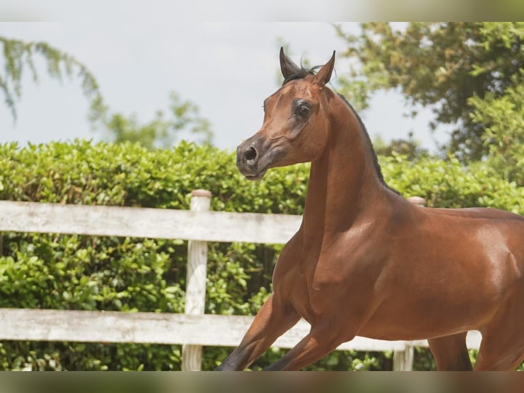 Straight Egyptian Stallion 3 years 15.2 hh Brown in Piacenza