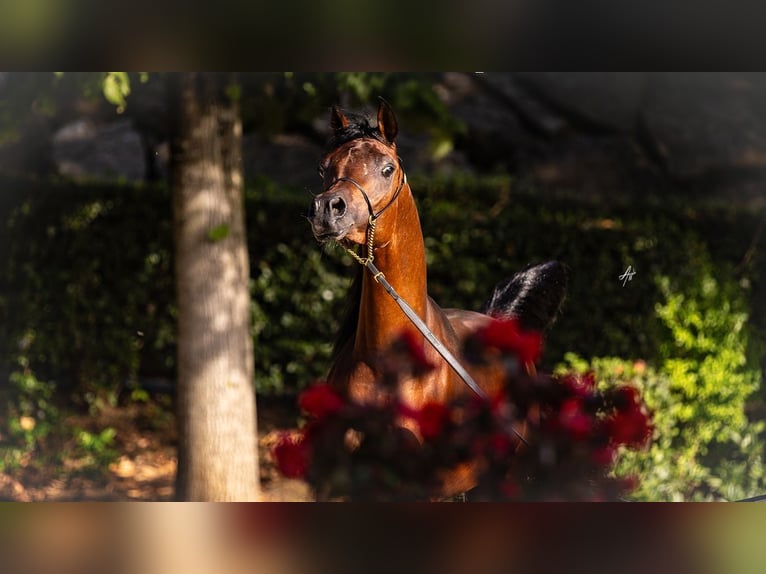 Straight Egyptian Stallion 3 years 15.2 hh Brown in Piacenza