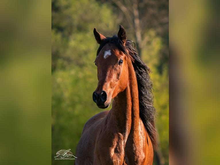 Straight Egyptian Stallion 3 years 15 hh Brown in Biesdorf