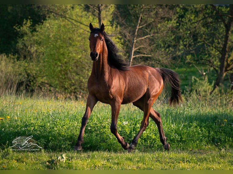 Straight Egyptian Stallion 3 years 15 hh Brown in Biesdorf