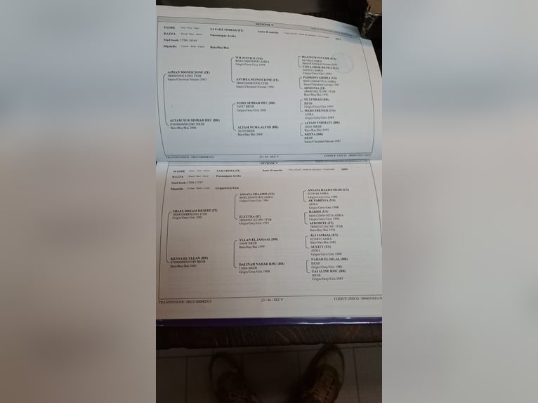 Straight Egyptian Stallion 3 years 15,1 hh Brown in Trecella