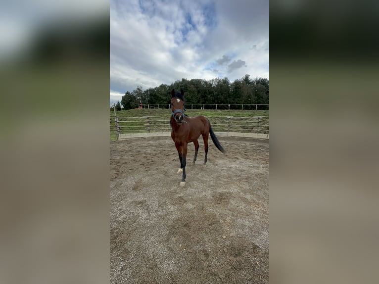 Straight Egyptian Stallion 3 years 15,1 hh Brown in Trecella