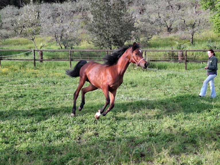 Straight Egyptian Stallion 3 years 15,1 hh Brown in Trecella