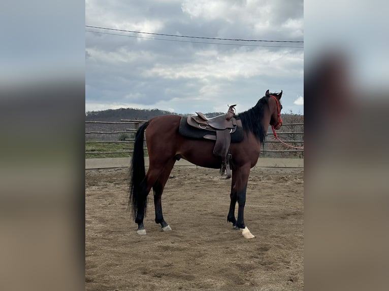Straight Egyptian Stallion 3 years 15,1 hh Brown in Trecella