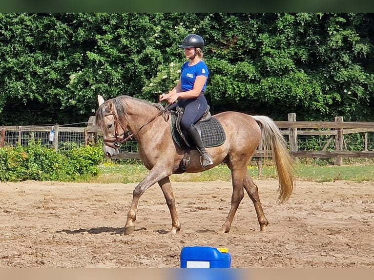 Straight Egyptian Stallion 3 years 15,1 hh Gray-Fleabitten in Willebringen