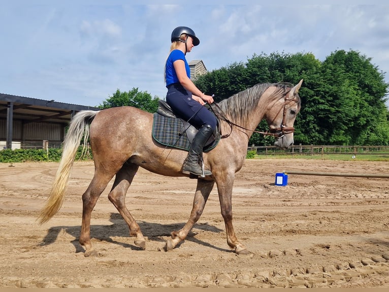 Straight Egyptian Stallion 3 years 15,1 hh Gray-Fleabitten in Willebringen