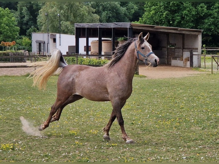 Straight Egyptian Stallion 3 years 15,1 hh Gray-Fleabitten in Willebringen