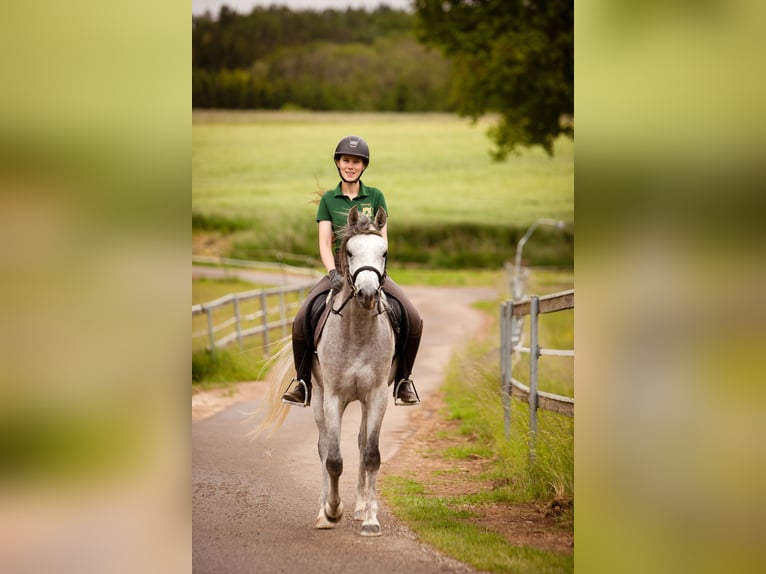 Straight Egyptian Stallion 3 years 15,1 hh Grey in Wassertr&#xFC;dingen