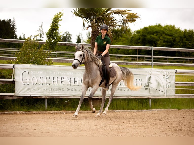 Straight Egyptian Stallion 3 years 15,1 hh Grey in Wassertr&#xFC;dingen
