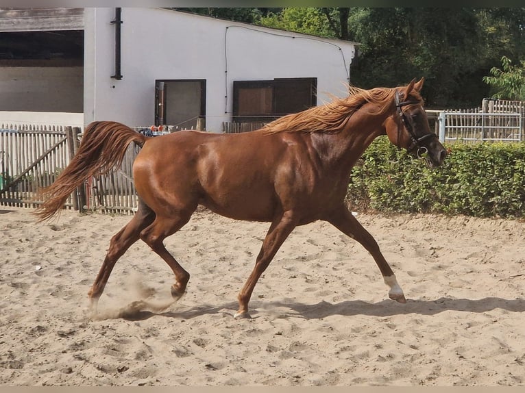 Straight Egyptian Stallion 4 years 15.1 hh Chestnut-Red in Boutersem
