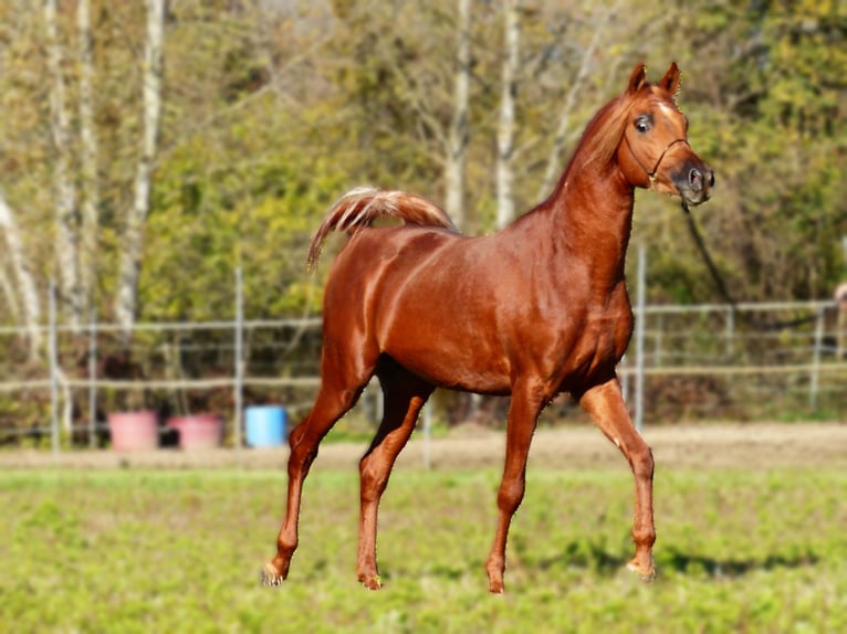 Straight Egyptian Stallion 4 years 15,1 hh Chestnut-Red in Pordenone